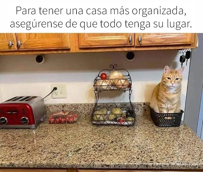 25 Divertidos memes de gatos que muestran por qué internet los ama tanto