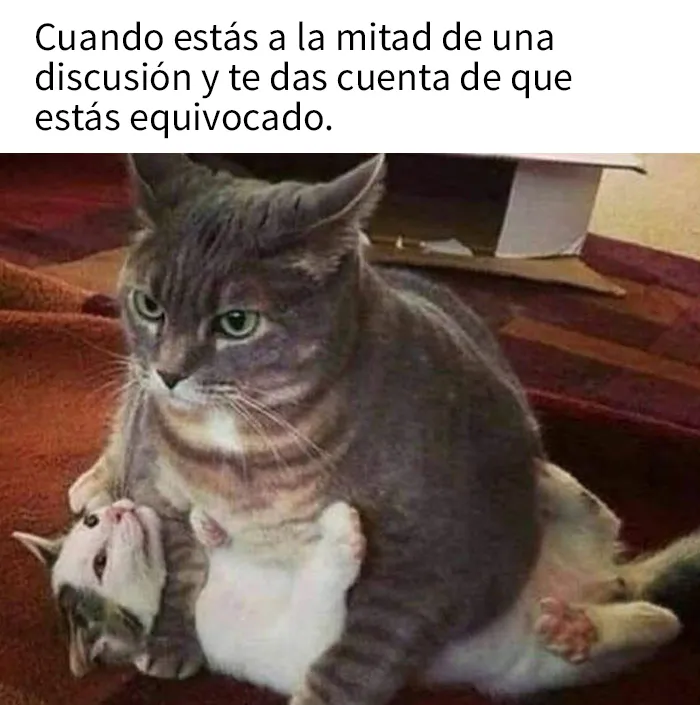 25 Divertidos memes de gatos que muestran por qué internet los ama tanto