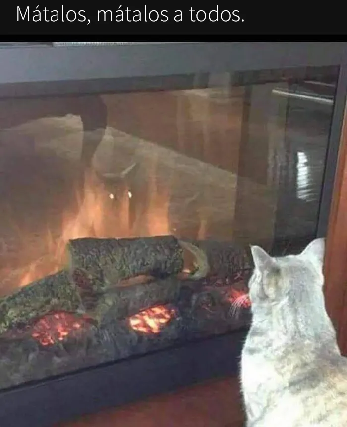 25 Divertidos memes de gatos que muestran por qué internet los ama tanto