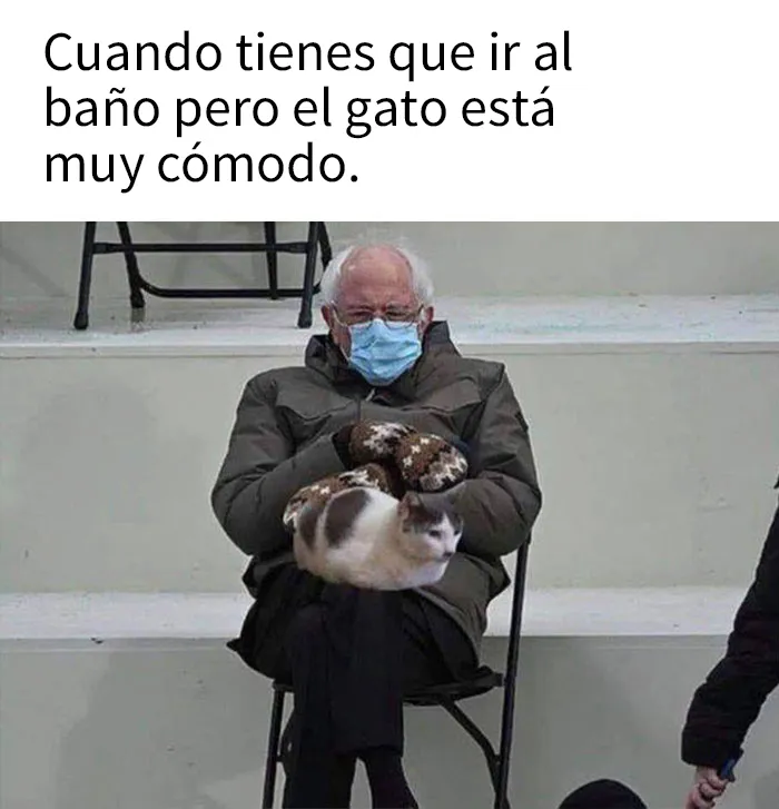 25 Divertidos memes de gatos que muestran por qué internet los ama tanto