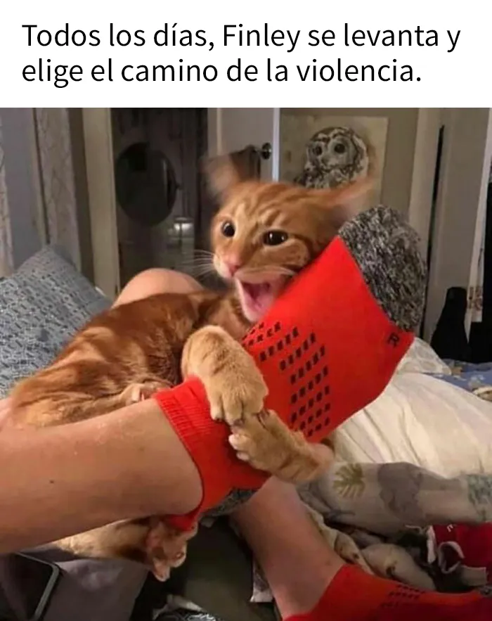 25 Divertidos memes de gatos que muestran por qué internet los ama tanto