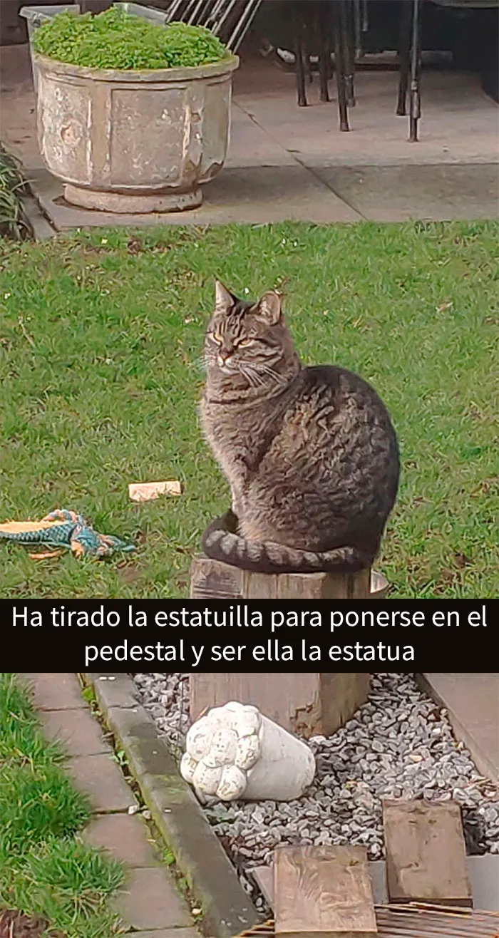 25 Fotos y memes que captan perfectamente cómo es vivir con gatos
