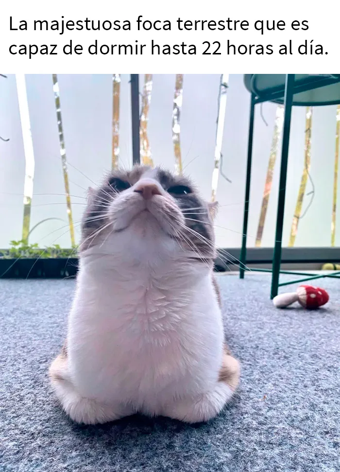 25 Fotos y memes que captan perfectamente cómo es vivir con gatos