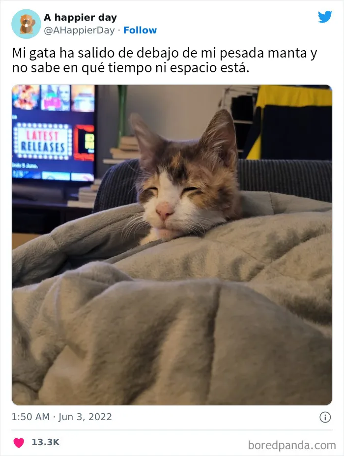 25 Fotos y memes que captan perfectamente cómo es vivir con gatos