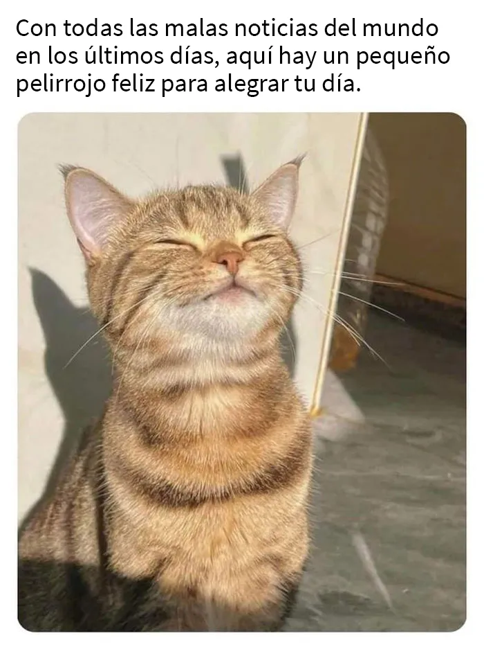 25 Fotos y memes que captan perfectamente cómo es vivir con gatos