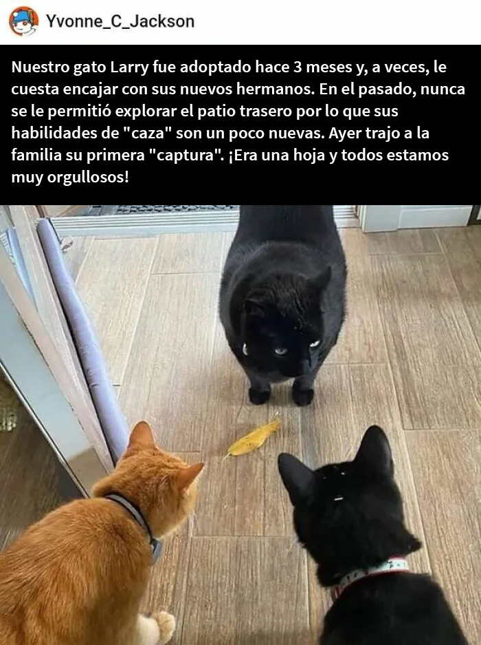 25 Fotos y memes que captan perfectamente cómo es vivir con gatos