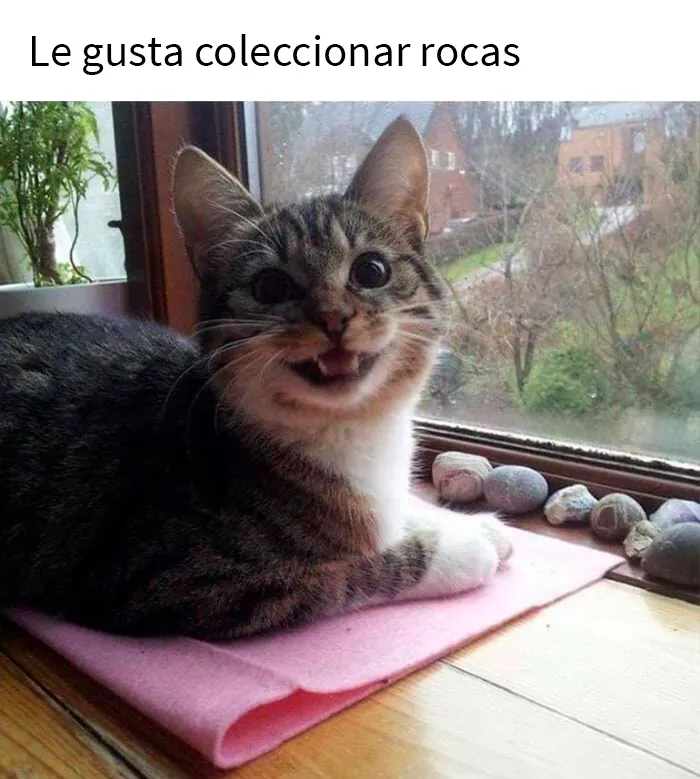 25 Fotos y memes que captan perfectamente cómo es vivir con gatos