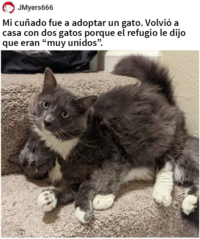 25 Fotos y memes que captan perfectamente cómo es vivir con gatos