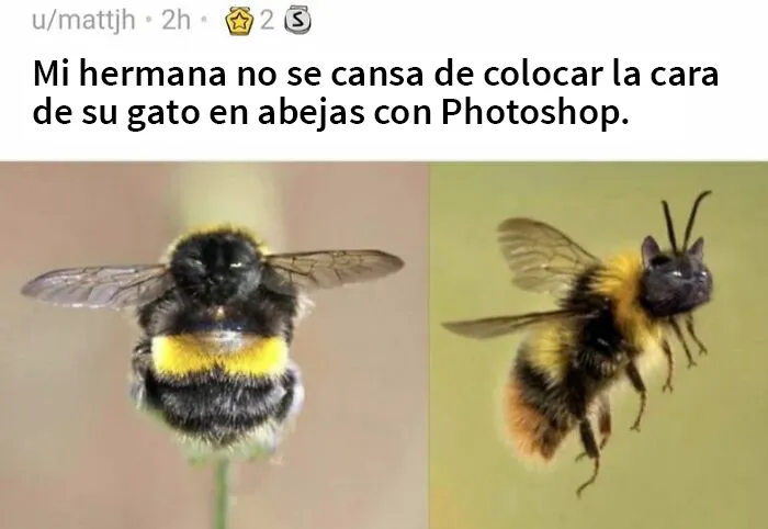 25 Fotos y memes que captan perfectamente cómo es vivir con gatos