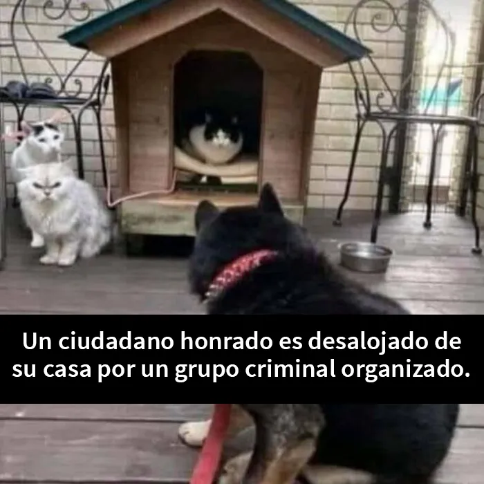 25 Fotos y memes que captan perfectamente cómo es vivir con gatos