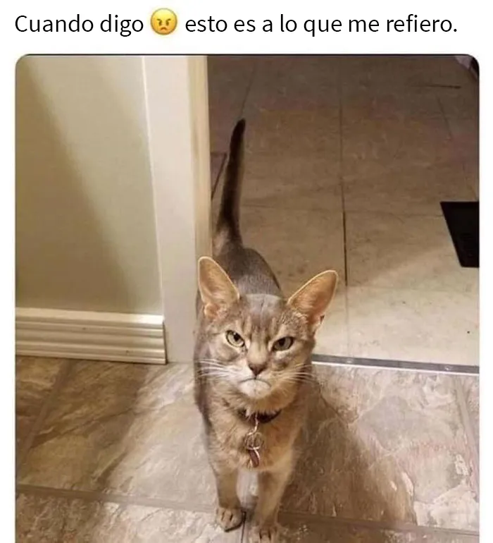 25 Fotos y memes que captan perfectamente cómo es vivir con gatos
