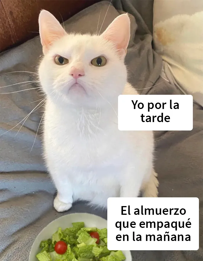 25 Fotos y memes que captan perfectamente cómo es vivir con gatos