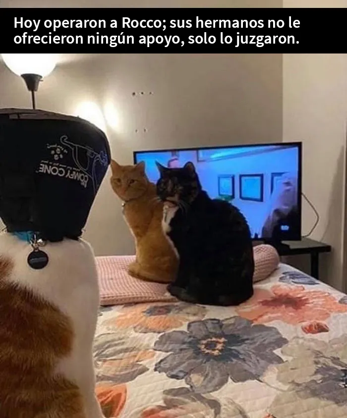 25 Fotos y memes que captan perfectamente cómo es vivir con gatos