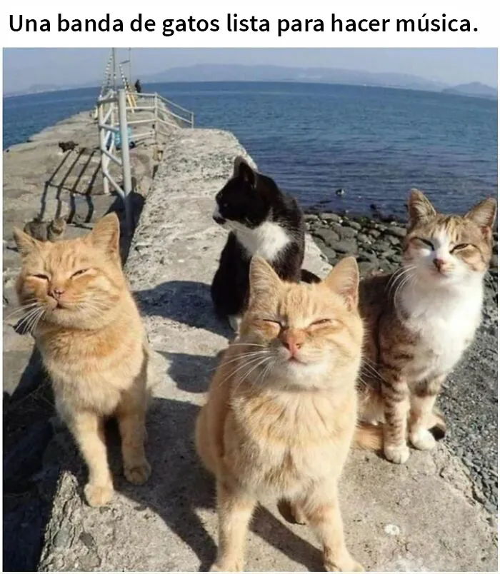 25 Fotos y memes que captan perfectamente cómo es vivir con gatos
