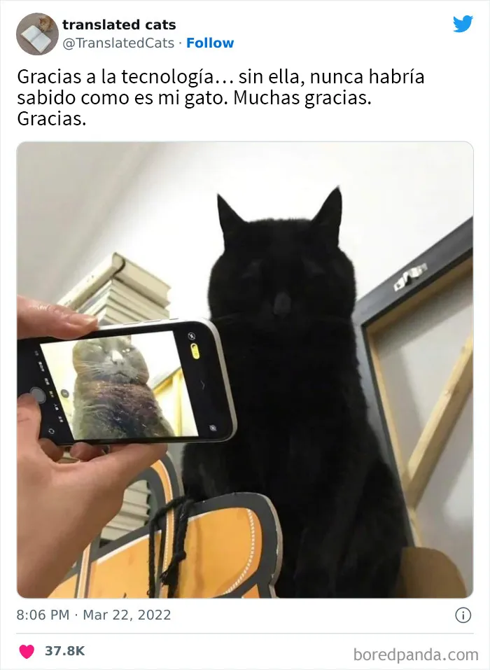 25 Fotos y memes que captan perfectamente cómo es vivir con gatos