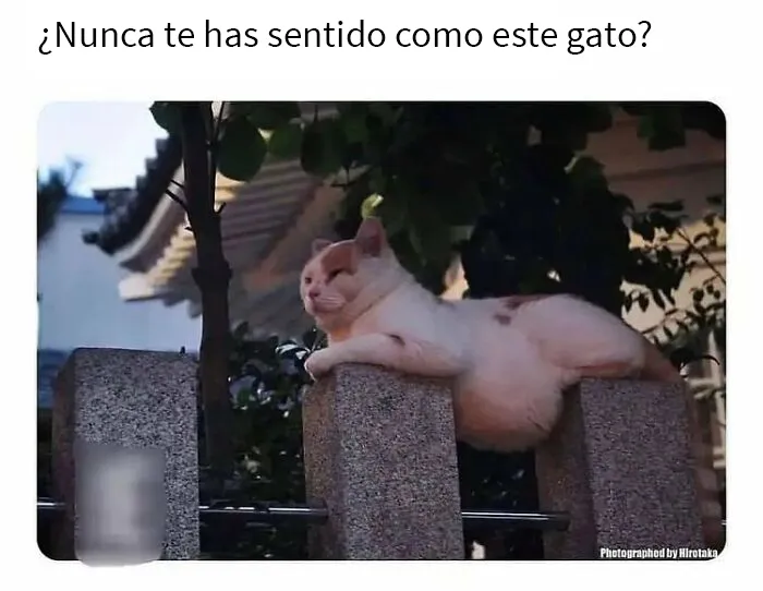 25 Fotos y memes que captan perfectamente cómo es vivir con gatos