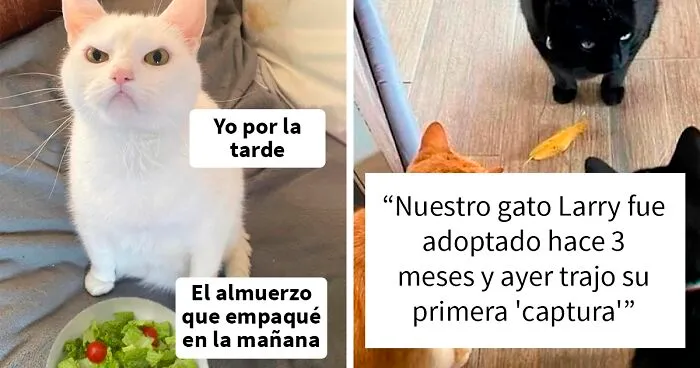 25 Fotos y memes que captan perfectamente cómo es vivir con gatos