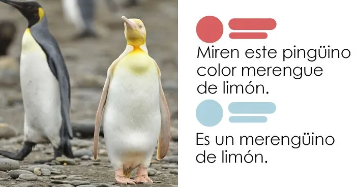 20 Publicaciones adorables compartidas por la cuenta más reconfortante en internet (Nuevas imágenes)