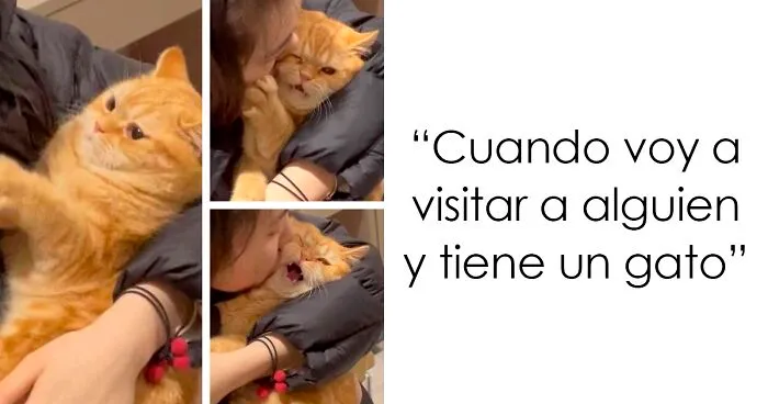 40 Divertidas fotos de gatos poniendo sus caras más graciosas