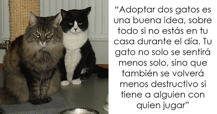 Si tienes un gato, puede que estos 20 trucos te interesen