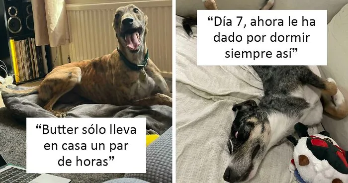 50 Reconfortantes fotos de mascotas adoptadas este mes de septiembre que sanarán tu alma