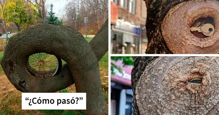 30 Árboles "devorando" objetos que había que compartir