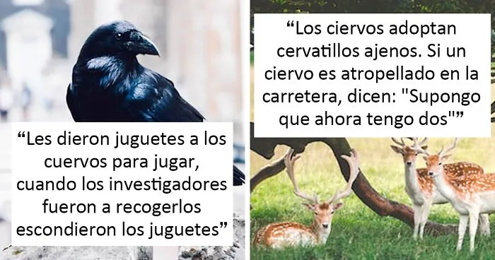 "Las cebras no pueden dormir solas": 30 Datos sobre animales muy edificantes