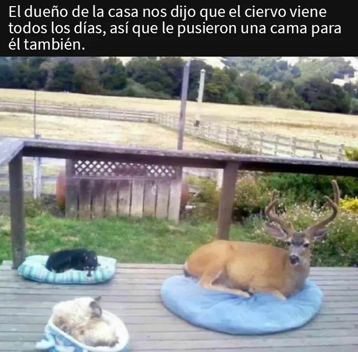 20 Publicaciones adorables compartidas por la cuenta más reconfortante en internet (Nuevas imágenes)