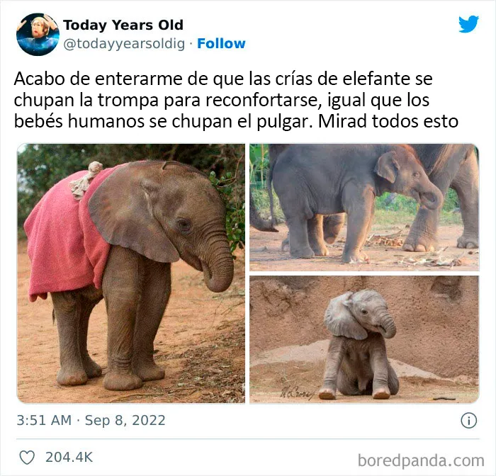 "Lo mejor y lo peor de Twitter": 20 de las más sorprendentes opiniones sobre casi todo (nuevas fotos)