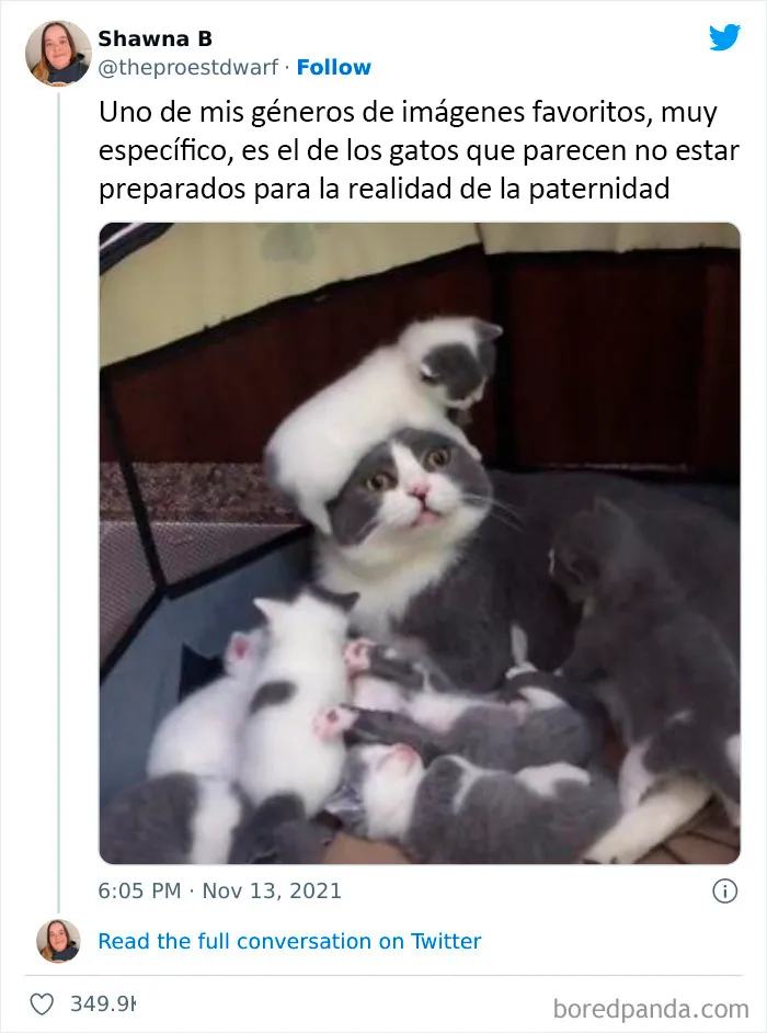 "Lo mejor y lo peor de Twitter": 20 de las más sorprendentes opiniones sobre casi todo (nuevas fotos)