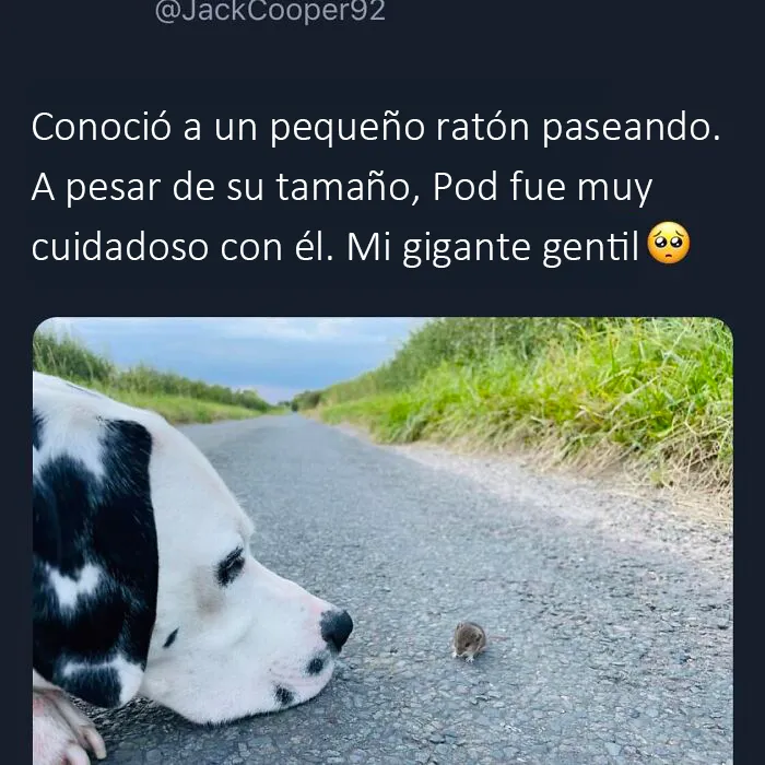 "Lo mejor y lo peor de Twitter": 20 de las más sorprendentes opiniones sobre casi todo (nuevas fotos)