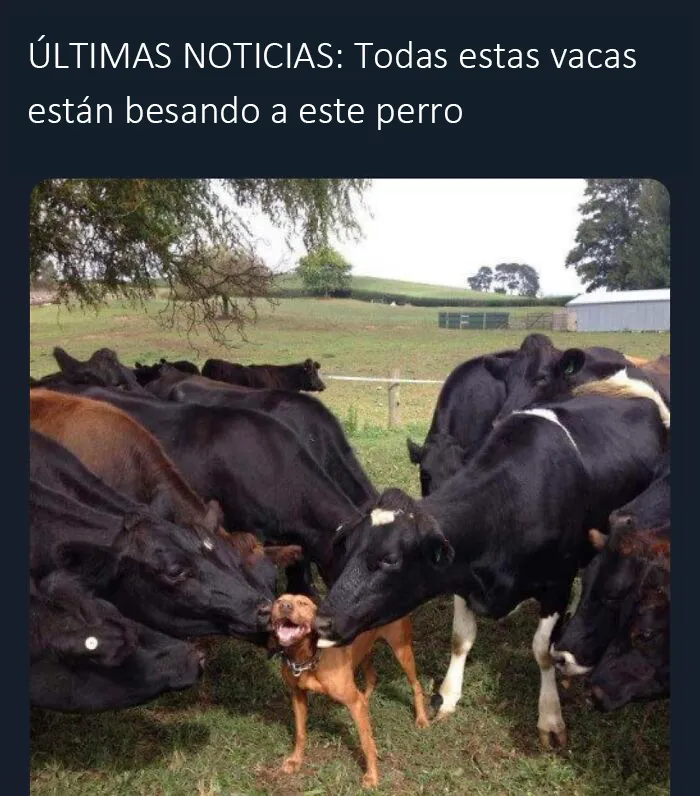 "Lo mejor y lo peor de Twitter": 20 de las más sorprendentes opiniones sobre casi todo (nuevas fotos)