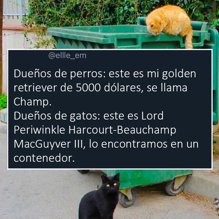 "Lo mejor y lo peor de Twitter": 20 de las más sorprendentes opiniones sobre casi todo (nuevas fotos)