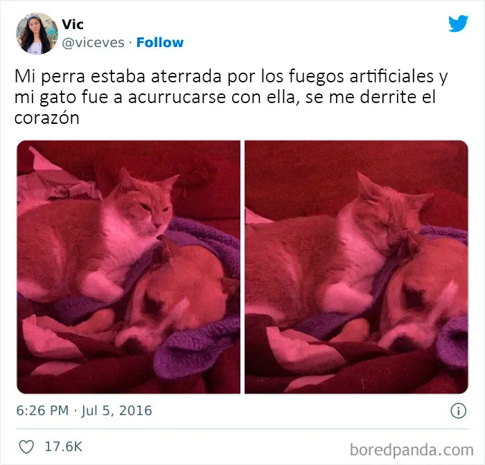 "Lo mejor y lo peor de Twitter": 20 de las más sorprendentes opiniones sobre casi todo (nuevas fotos)
