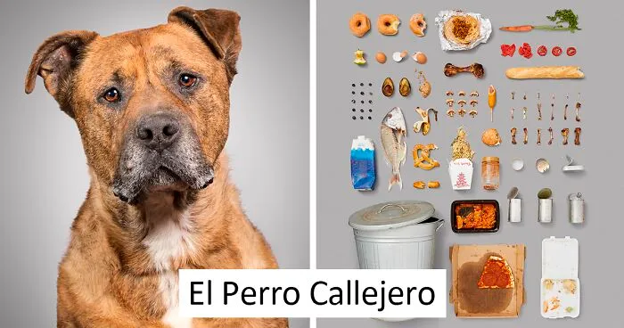 He fotografiado a 6 perros y sus posesiones para mostrarte la vida que llevan