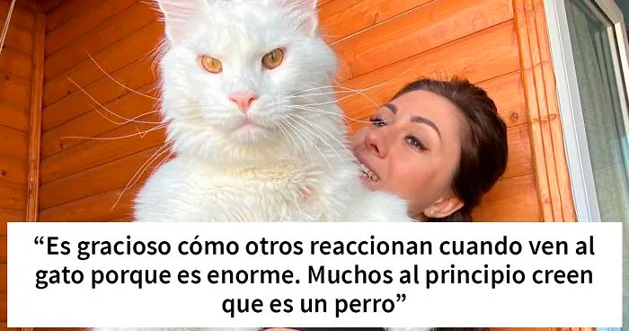 Este gato Maine Coon es tan grande que a primera vista lo confunden con un perro