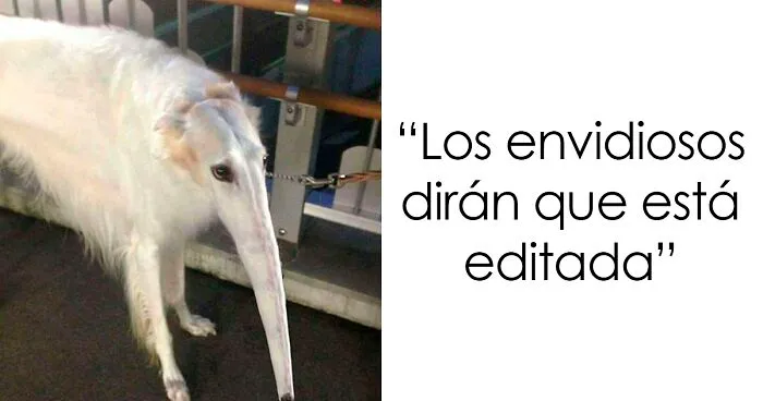 30 Divertidos fallos fotografiando animales en modo panorámico (nuevas fotos)