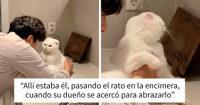Este gato rechazó los intentos de su dueño de abrazarlo y se volvió viral en internet