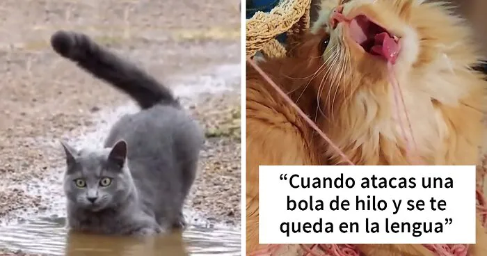 30 gatos actuando tan raro, que sus dueños se preguntaron: “¿Qué le pasa a mi gato?” (Nuevas imágenes)