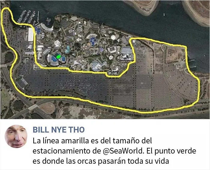 Pobres orcas