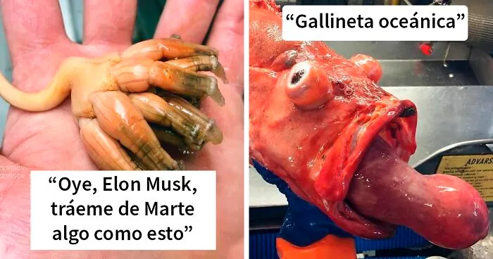 Este pescador ruso comparte las terroríficas criaturas del fondo del mar que encuentra, y queremos que pare (30 fotos nuevas)