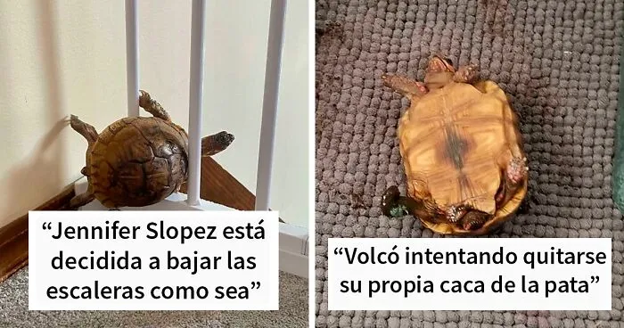 50 Tortugas fotografiadas siendo adorables