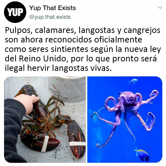 "Sí, eso existe": 20 Cosas que quizá no sabías que existían, compartidas en instagram