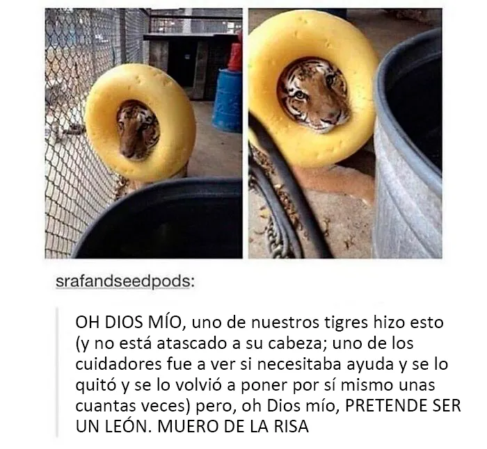 20 Publicaciones de Tumblr que valía la pena compartir con todo el mundo