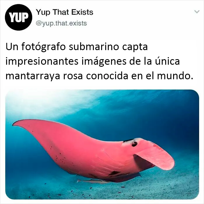 "Sí, eso existe": 20 Cosas que quizá no sabías que existían, compartidas en instagram