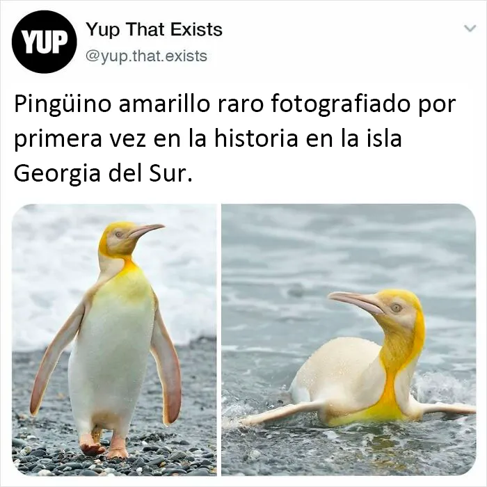 "Sí, eso existe": 20 Cosas que quizá no sabías que existían, compartidas en instagram
