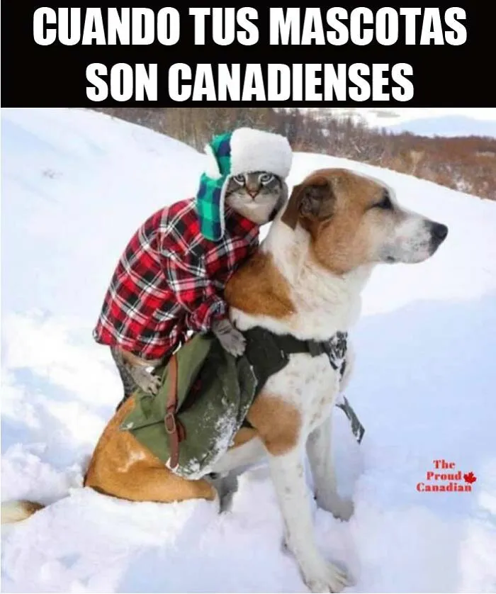 20 Memes canadienses para reírse de los estereotipos del país