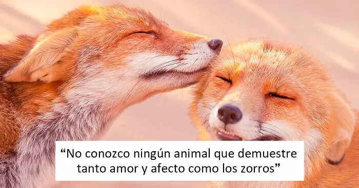 Mis 29 fotos de zorros mostrando amor podrían ser lo que necesitas hoy