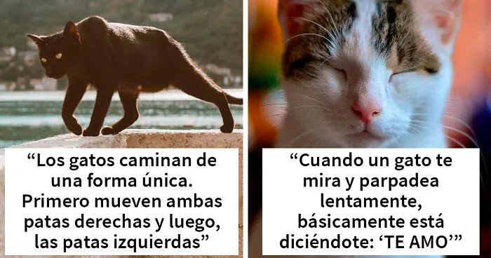 20 Datos sobre gatos que quizás nunca habías escuchado