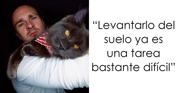 Este es Vincent, un gato Maine Coon que parece una pantera y actúa como un perro